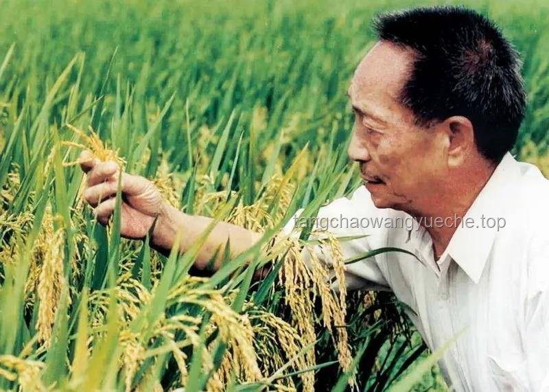 【袁隆平逝世四周年】在饭桌上，在稻田里，袁隆平精神引领农业科技创新新篇章