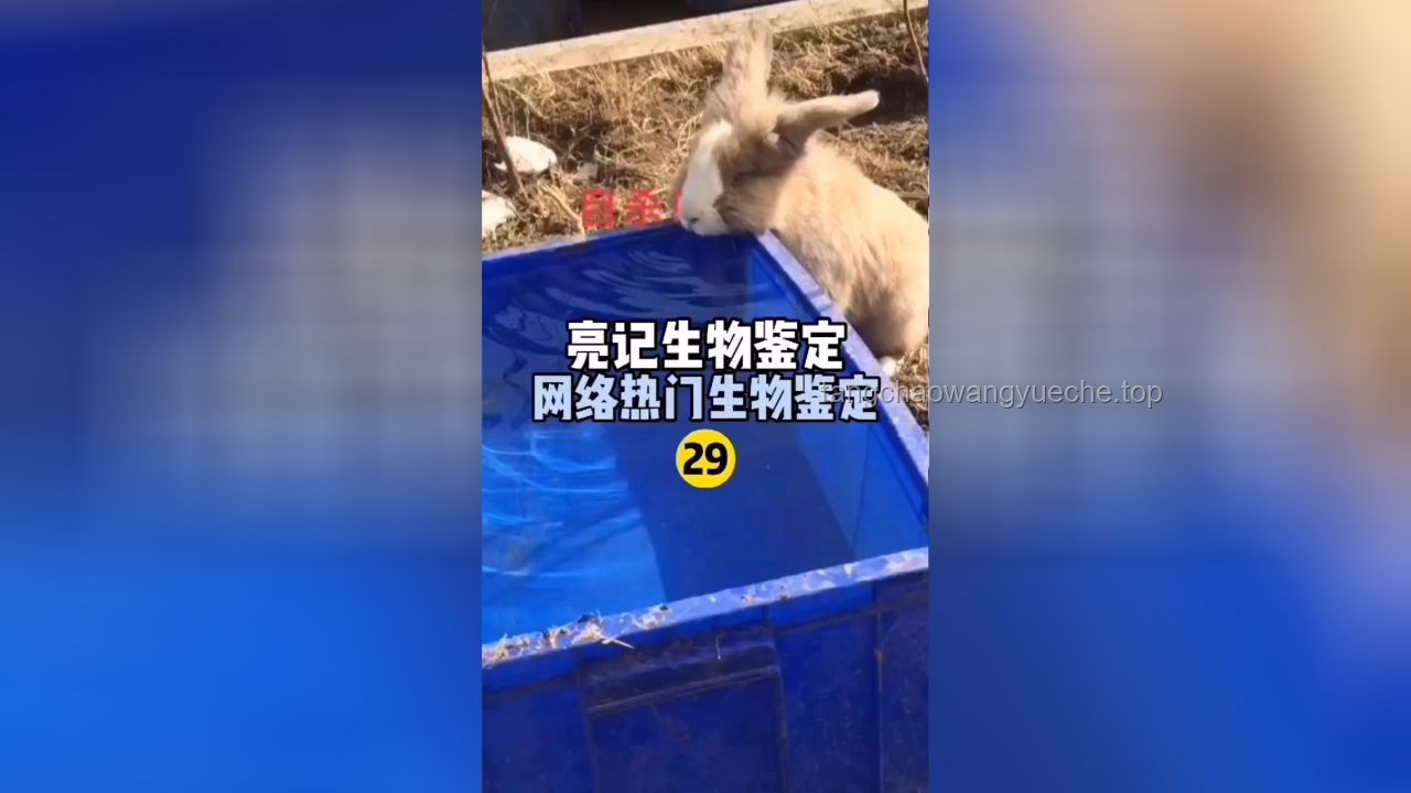 网络热传生物鉴定54：揭秘生物世界的奇妙现象