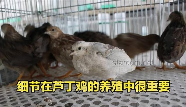 **网上买芦丁鸡当宠物，却意外开启木工DIY之旅🐔🛠️**