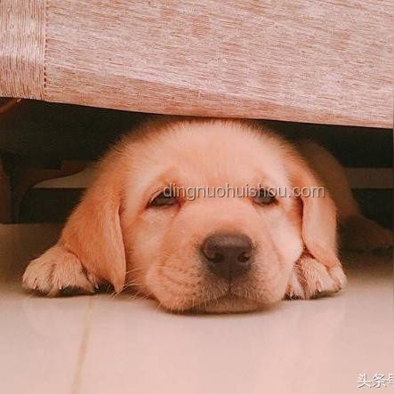 警犬训练与实习生搭配：效率、挑战与未来趋势的深度剖析