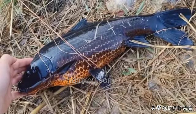 化龙失败？江苏男子钓获近纯黑“龙鳞鲤”价值几何？
