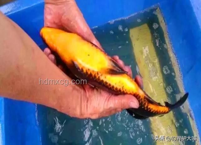 化龙失败？江苏男子钓获近纯黑“龙鳞鲤”价值几何？